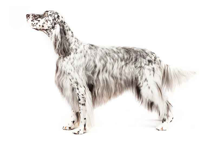 hunting dog breeds list