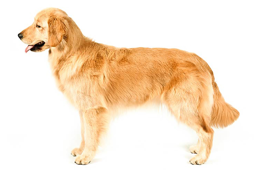 is a golden retriever a good hunting dog