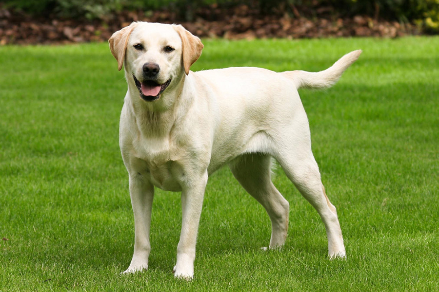 what is the hardest hunting dog breed