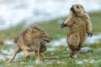 Nat Geo Names 2019 Wildlife Photographer of the Year | Man of Many