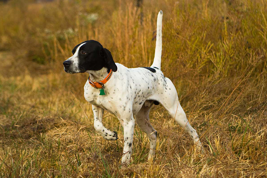 hunting dog with spots