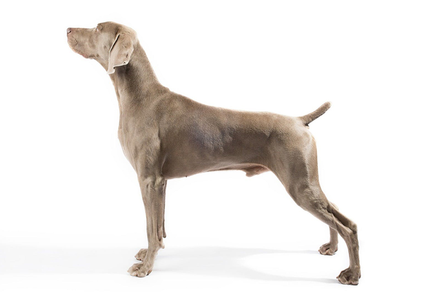 what is the best bird dog breed