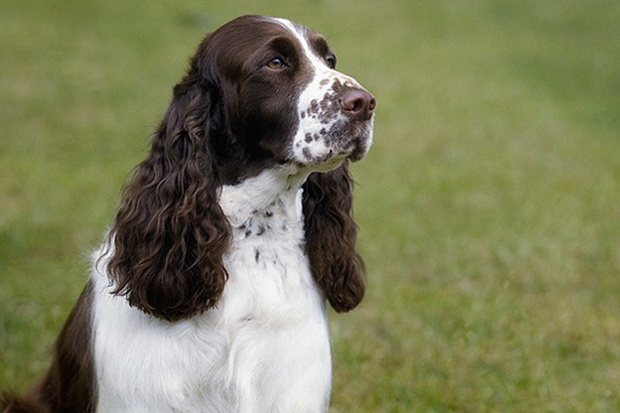 smartest hunting dogs