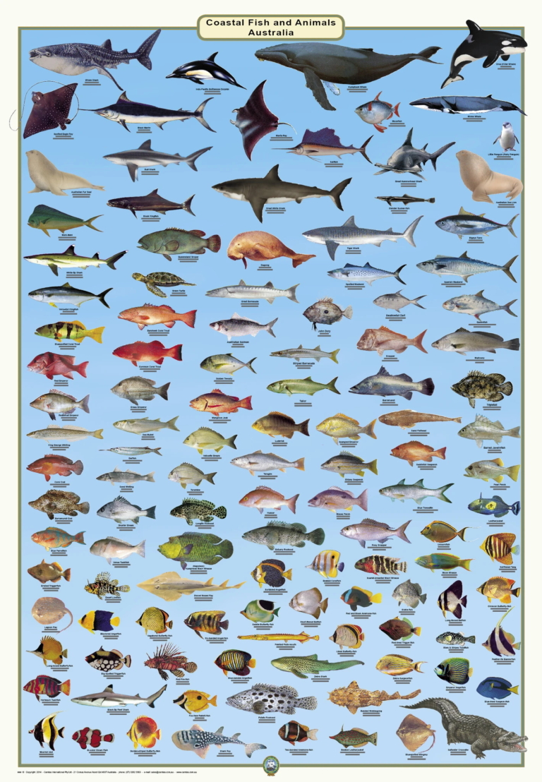 12 Best Fishing Spots in Sydney Man of Many