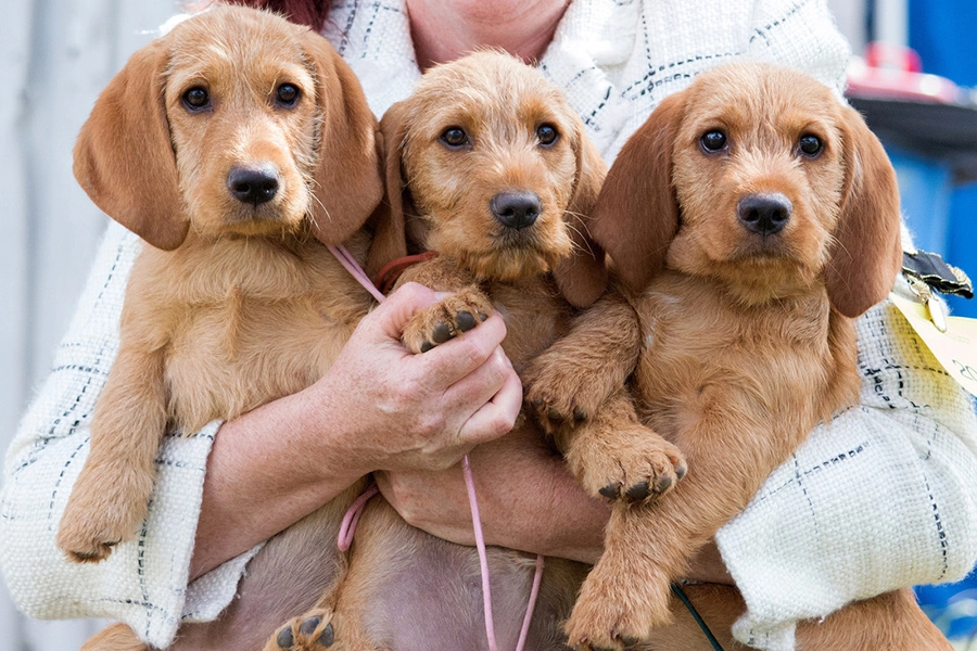 44 アパートの生活のための最高の犬の品種-Basset Fauve de Bretagne