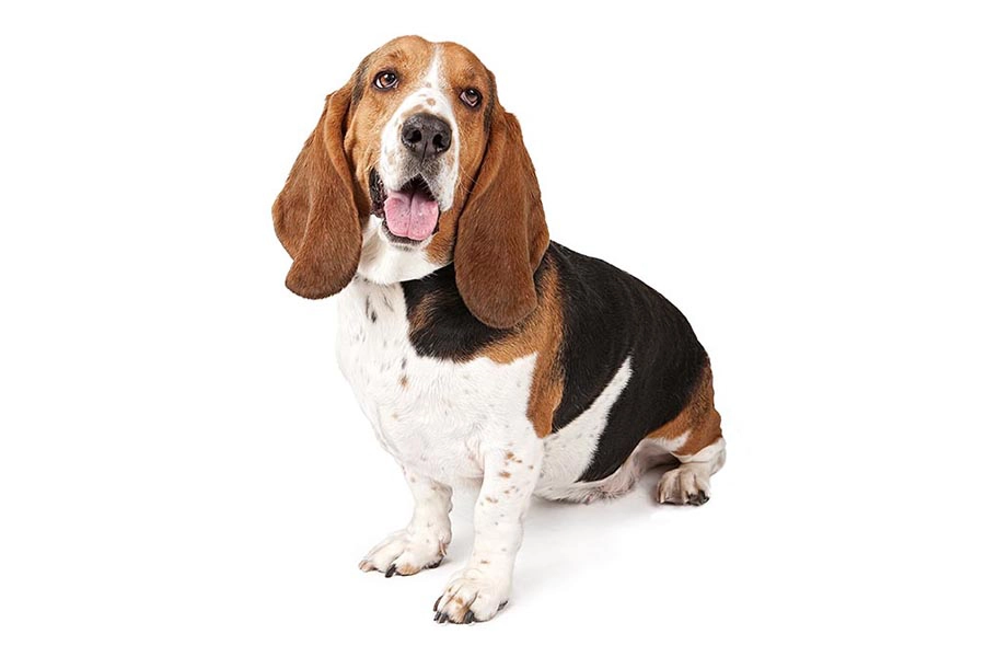 44 Las mejores razas Dod para Vivir en apartamentos: Basset Hound