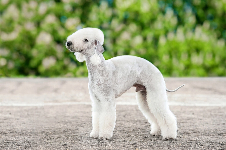 44 beste hondenrassen voor Apartment Living-Bedlington Terrier