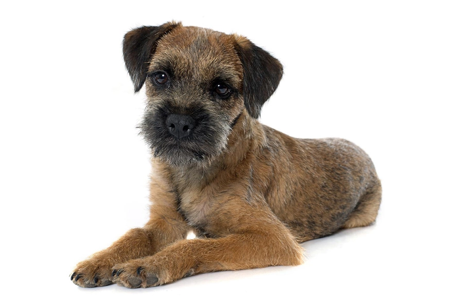 44 Meilleures races de chiens pour la vie en appartement - Border Terrier 