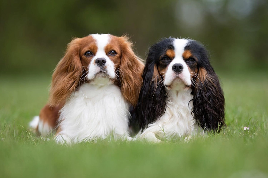 44 Las mejores razas Dod para Vivir en apartamentos: Cavalier King Charles Spaniel