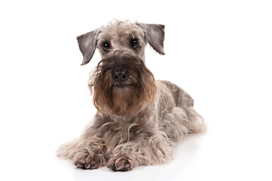 44 Best Dod breed for Apartment Living - Cesky Terrier