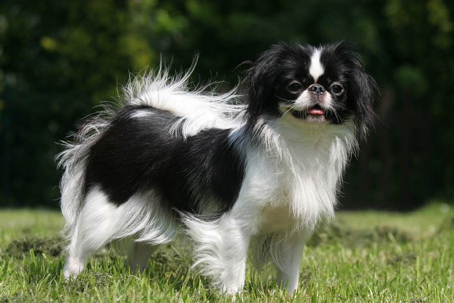 44 Best Dog Breeds for Apartment Living - Japanese Chin