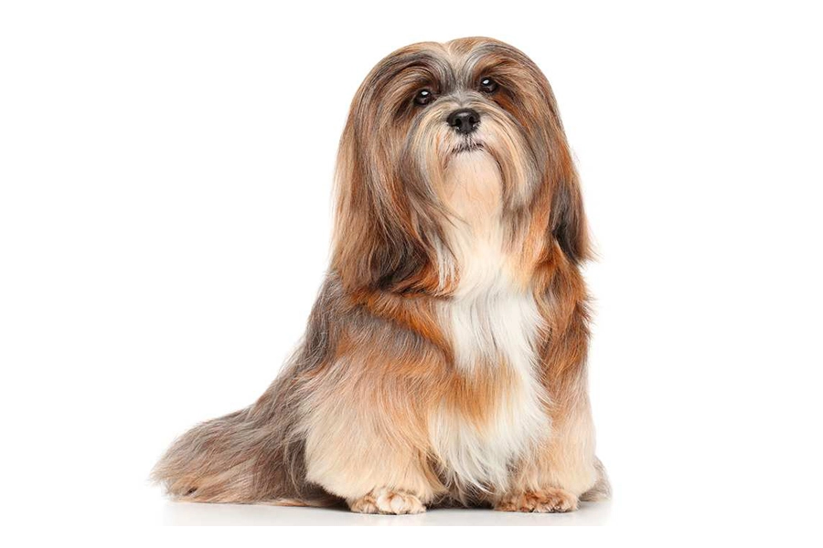 44 Best Dog Breeds for Apartment Living-Lhasa Aspo