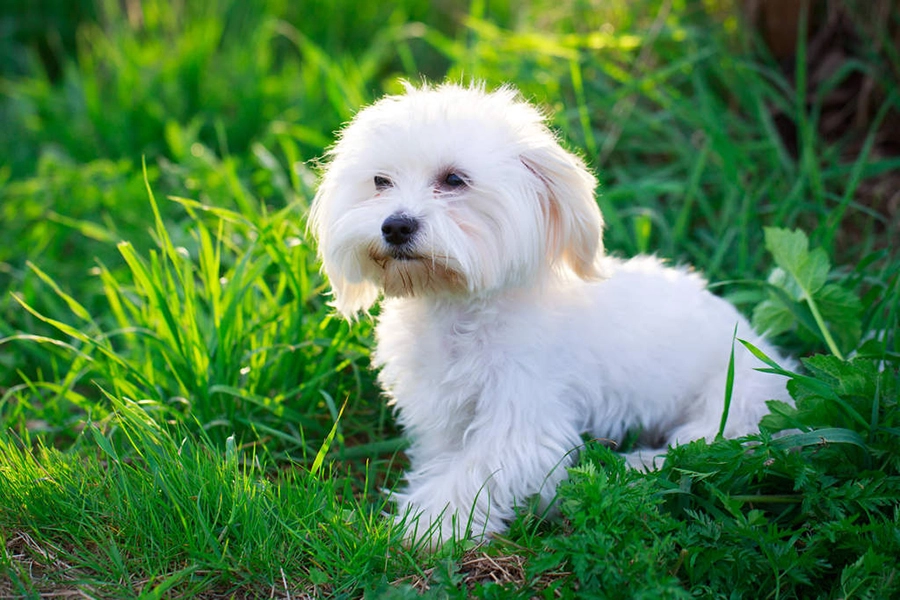 44 Melhores Raças de Cachorro para Apartamento - Maltese