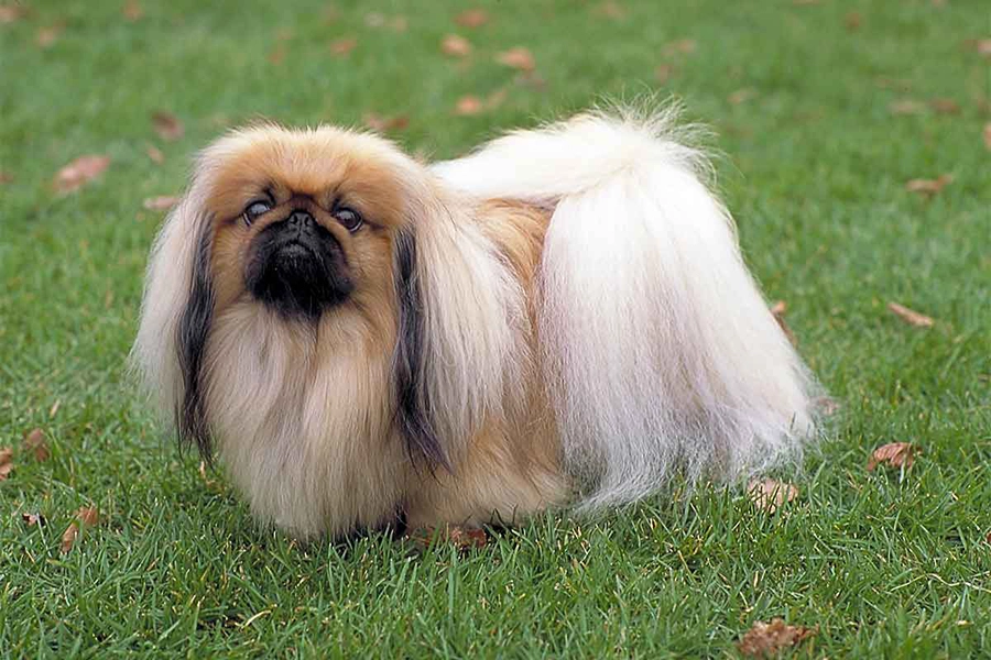 44 Las mejores razas de perros para Vivir en apartamentos: Pekinés