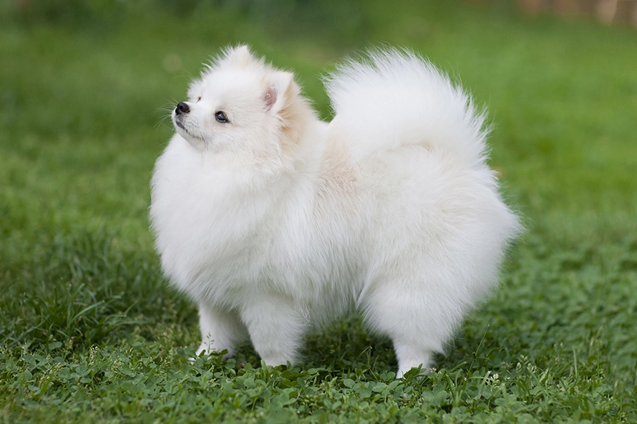 44 Beste Hunderaser For Leilighet Levende - Pomeranian