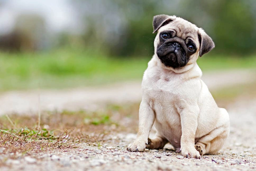 44 Best Dog Breeds for Apartment Living-Pug