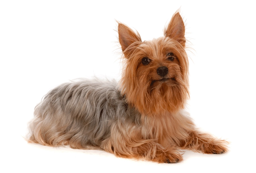 44 beste hondenrassen voor Apartment Living-Silky Terrier