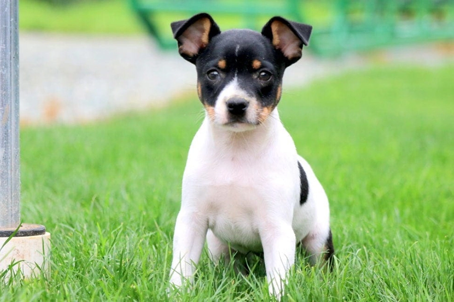 44 paras koirarotu asunto-asumiseen-Toy Fox Terrier