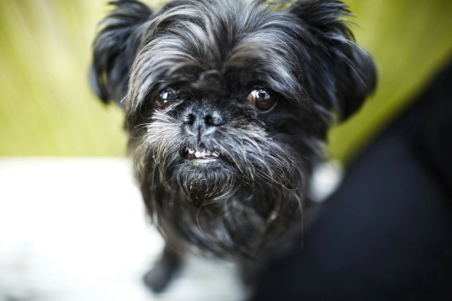 タイトル44アパートの生活のための最高の犬の品種-Affenpinscher2