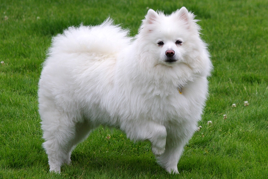 44 melhores raças de cães para viver em apartamentos - American Eskimo Dog