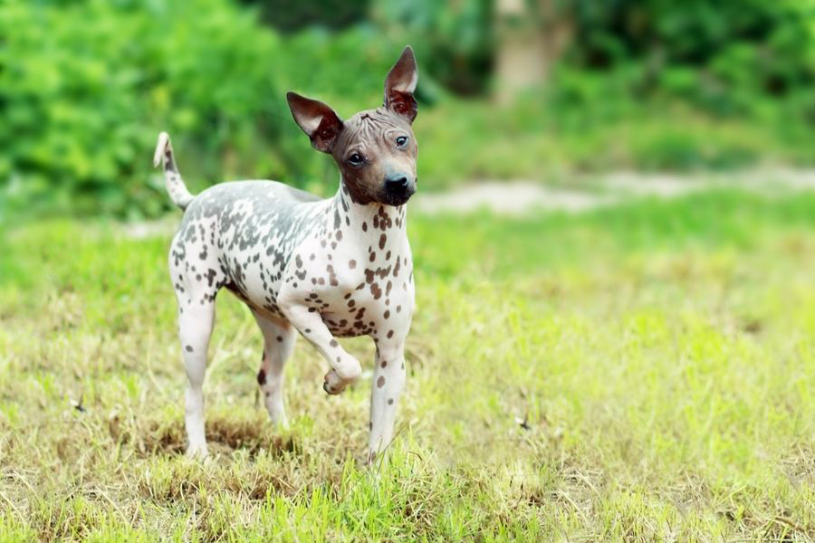 what big dog breeds are good for apartments