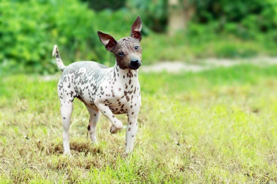 44 Meilleures races de chiens pour la vie en appartement - American Hairless Terrier 