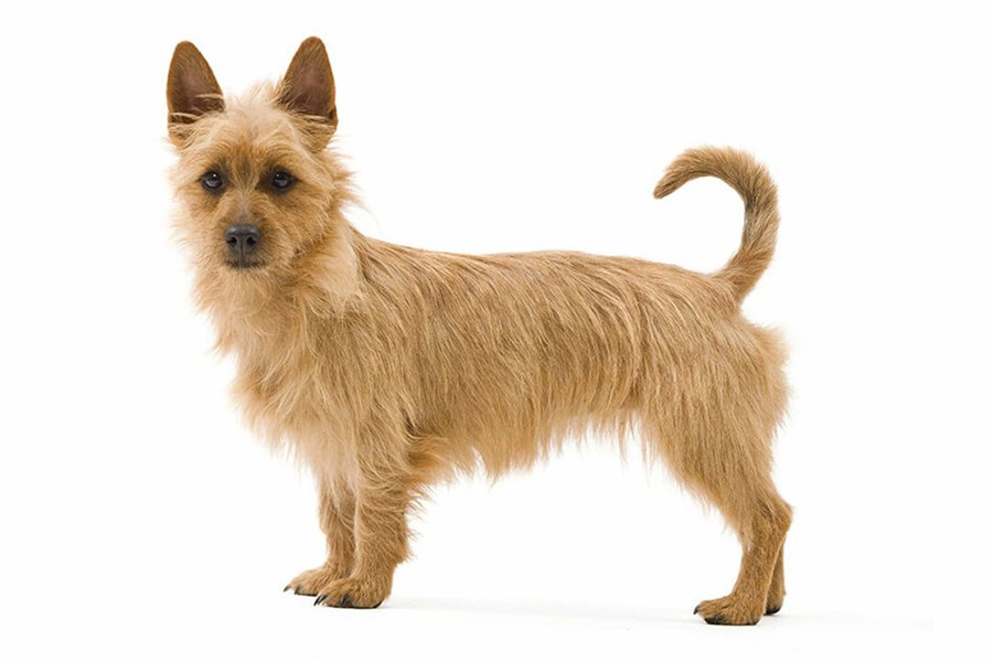 4 Bedste hunderacer til lejlighed levende - Australian Terrier