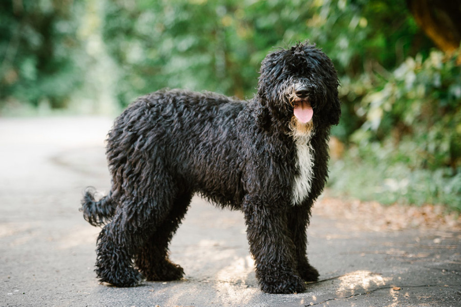 44 Best Dog Breeds For Apartment Living Man Of Many