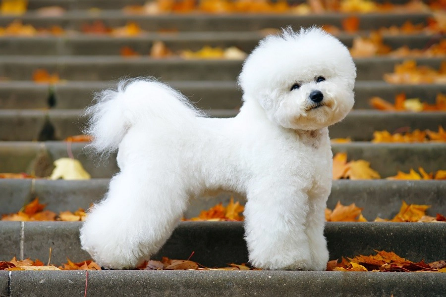 44 Best Dog Breeds For Apartment Living-Bichon Frise