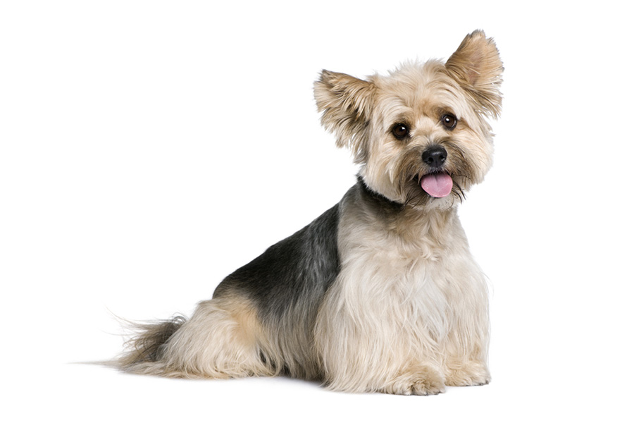 44 Best Dog Breeds For Apartment Living | Man of Many