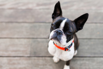 44 Best Apartment Dogs: Breeds, Sizes and Maintenance | Man of Many