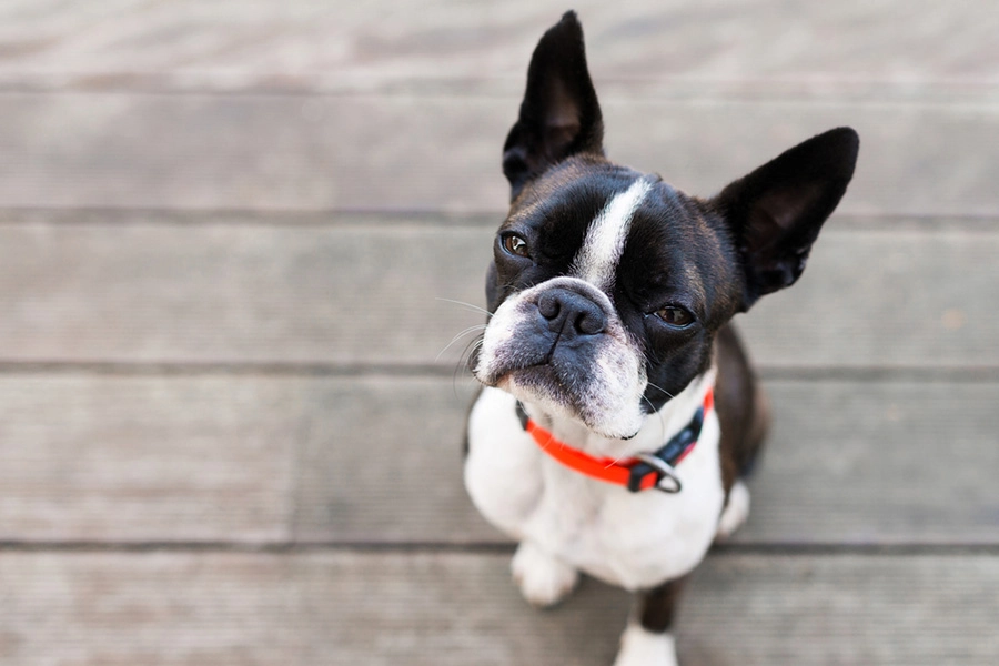 44 bedste hunderacer til lejlighed levende-Boston Terrier