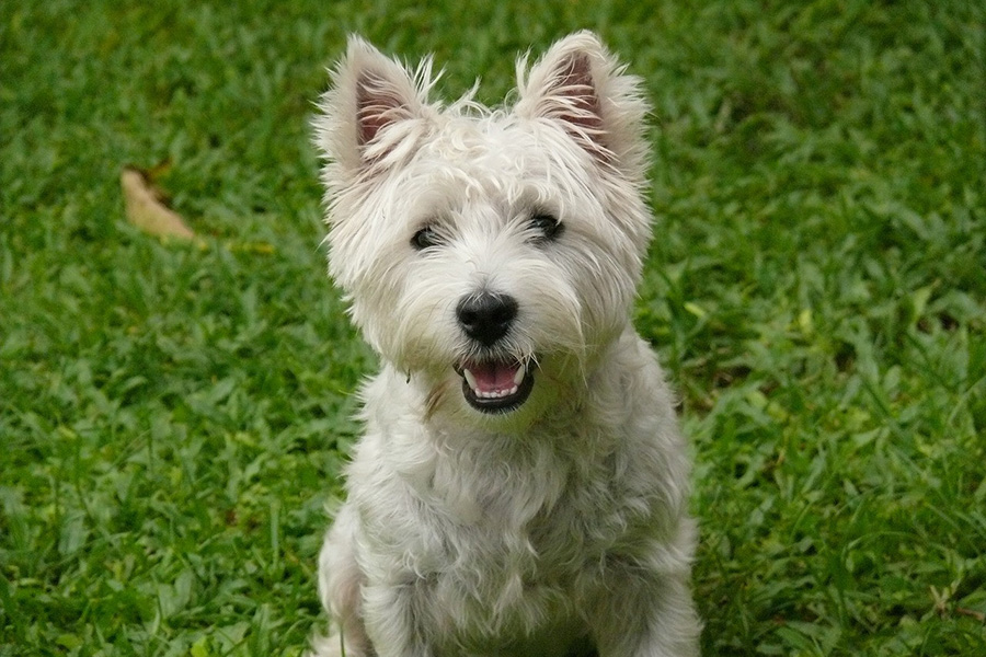 can terrier dogs live in apartments