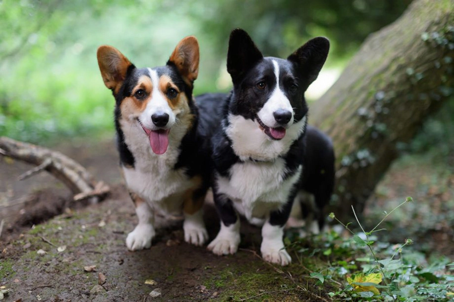 44 A legjobb kutyafajták Lakáslakáshoz-Cardigan Welsh Corgi