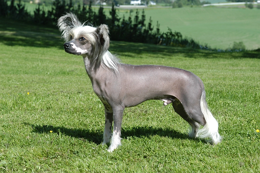 44 Beste Hunderassen für das Wohnen in Wohnungen - Chinese Crested