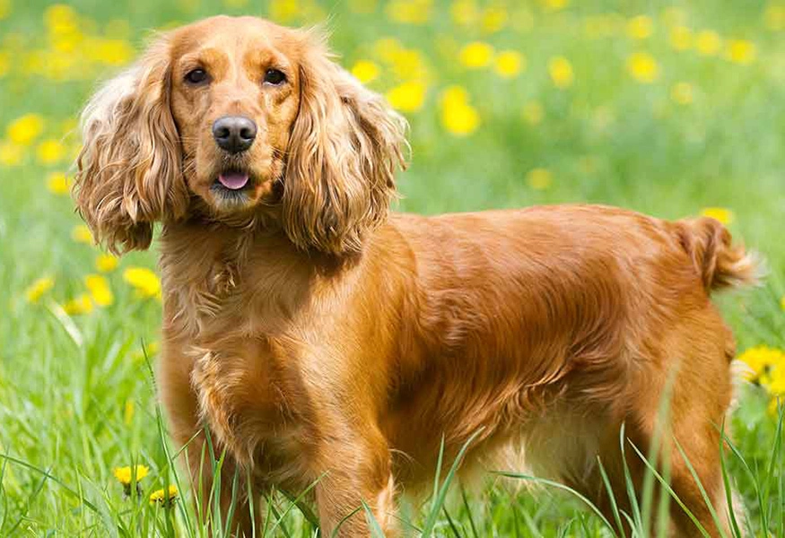 44 bästa hundraser för lägenhetsboende-Cocker Spaniel