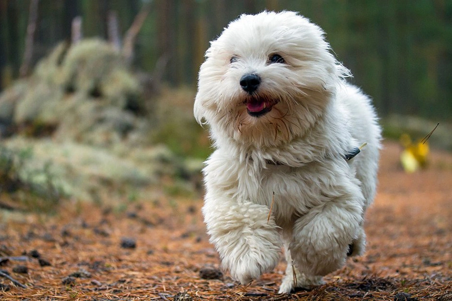 44 bedste hunderacer til lejlighed levende - Coton de Tulear