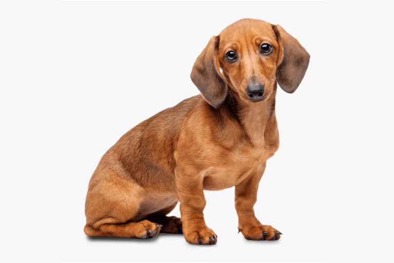 44 Best Apartment Dogs Breeds, Sizes and Maintenance Man of Many