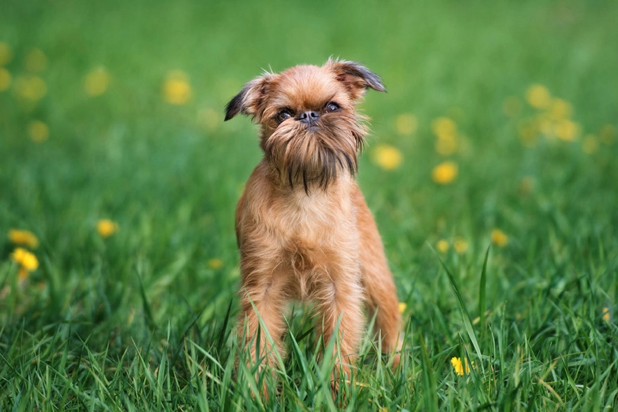 44 melhores raças de cães para viver em apartamentos - Brussels Griffon