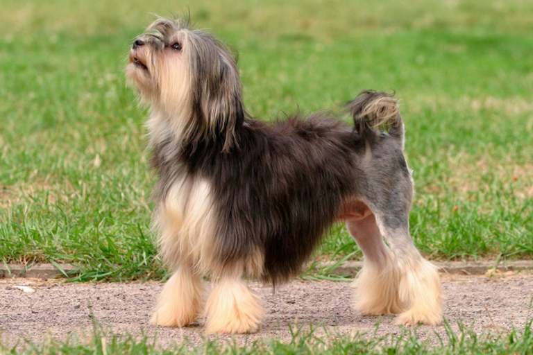44 Best Apartment Dogs Breeds, Sizes and Maintenance Man of Many