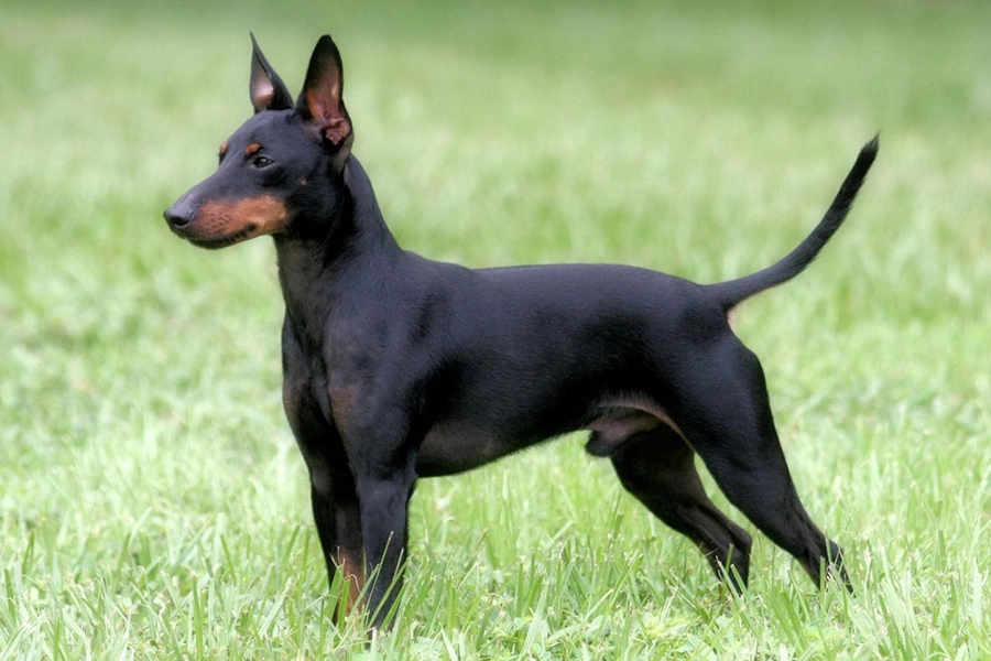 44 bästa hundraser för Lägenhet levande-Manchester Terrier