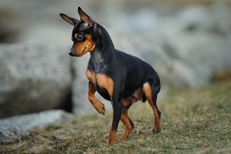 44 Meilleures races de chiens pour la vie en appartement - Pinscher miniature 