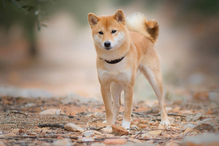 44 nejlepší psí plemena pro bydlení v bytě-Shiba Inu