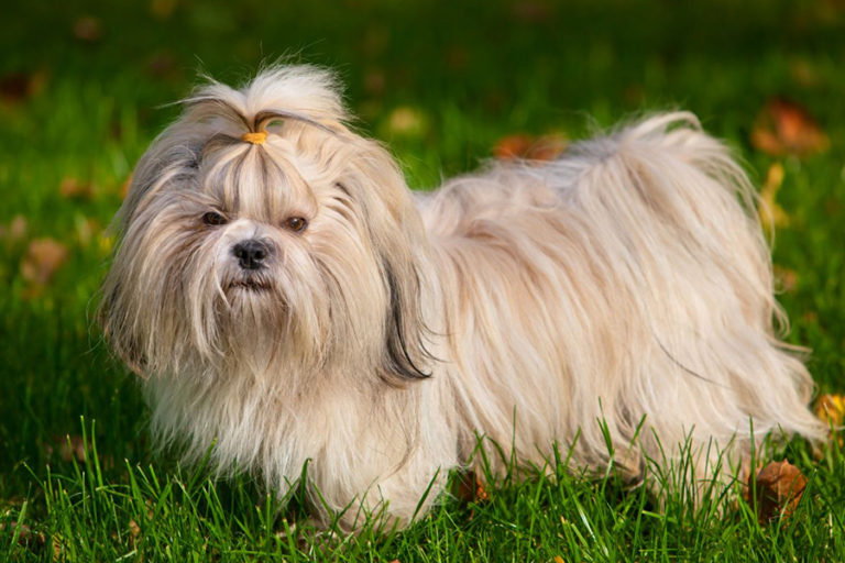44 Best Apartment Dogs Breeds, Sizes and Maintenance Man of Many