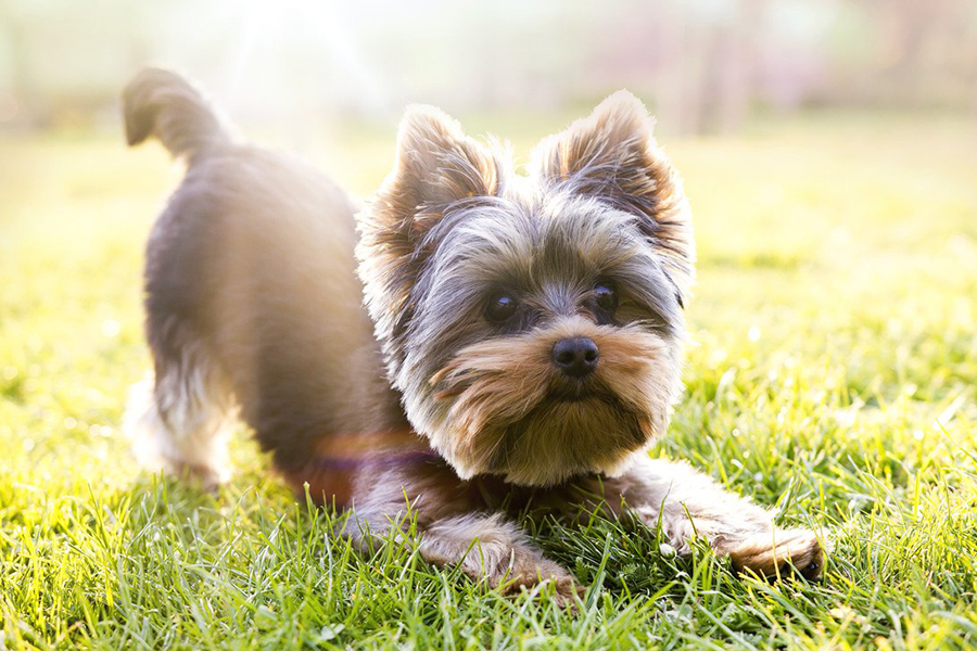 can terrier dogs live in apartments