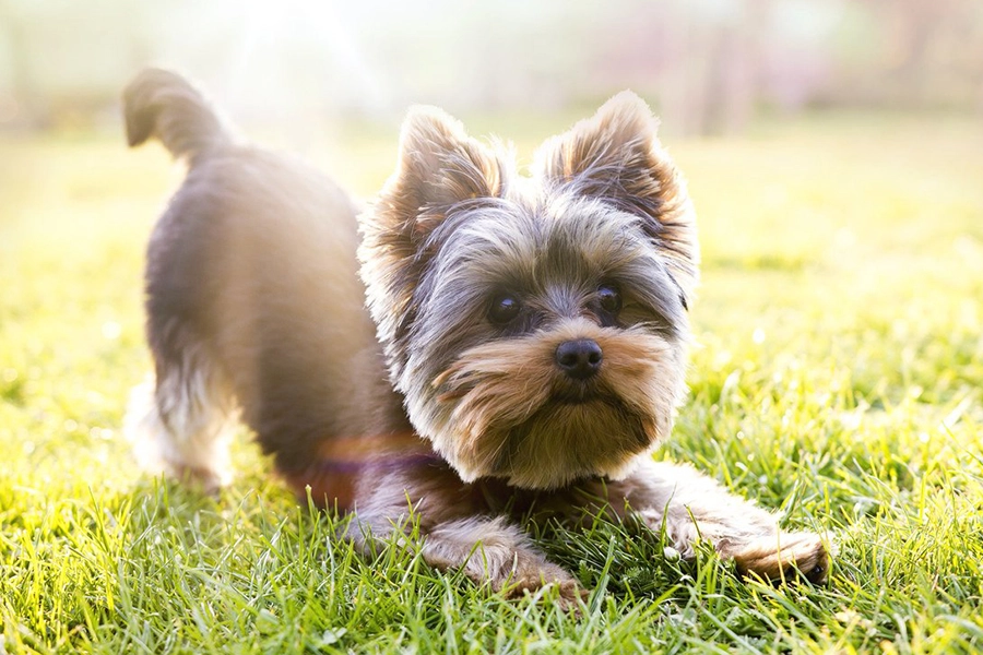 44 najlepsze rasy psów do mieszkania-Yorkshire Terrier