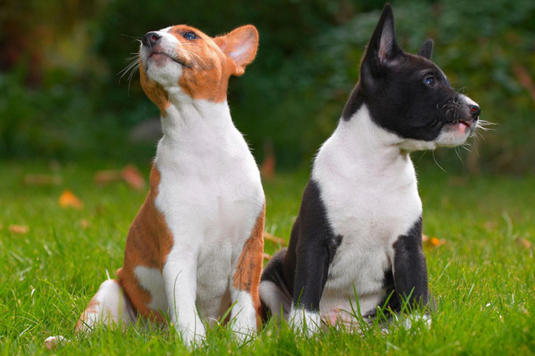 44 Best Dog Breeds For Apartment Living Basenji Puppy 768x512 