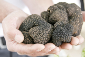 Pair of hands with truffles on palms
