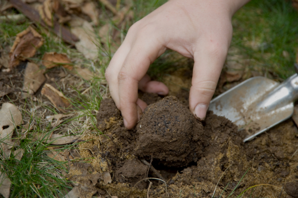 Everything You Need to Know About Truffles | Man of Many