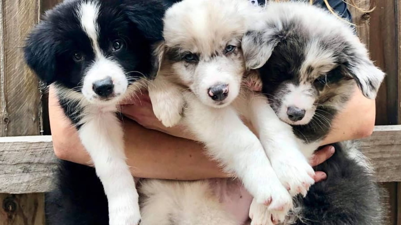 A Brissy Cafe Allows You To Play With Border Collie Puppies Man Of Many